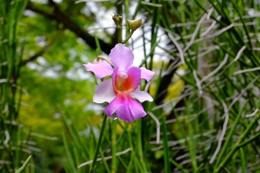 Singapore Vanda Miss Joaquim