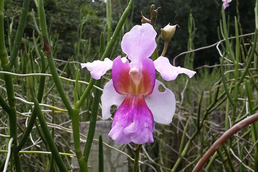 Singapore Vanda Miss Joaquim