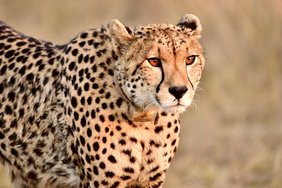 Southeast African Cheetah