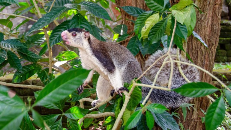 Sri Lanka Grizzled Giant Squirrel - Hero