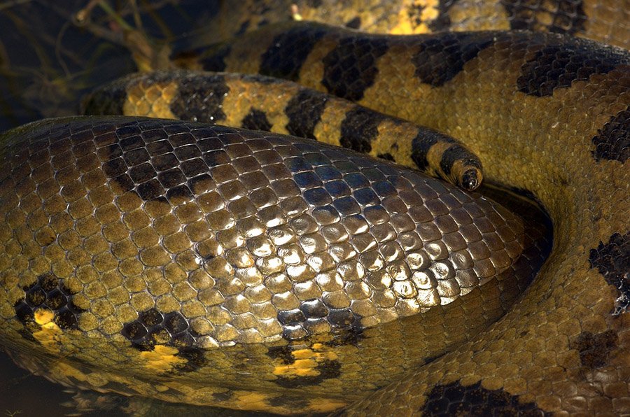 Strong anaconda close up