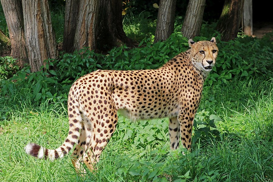 Strong cheetah in grass