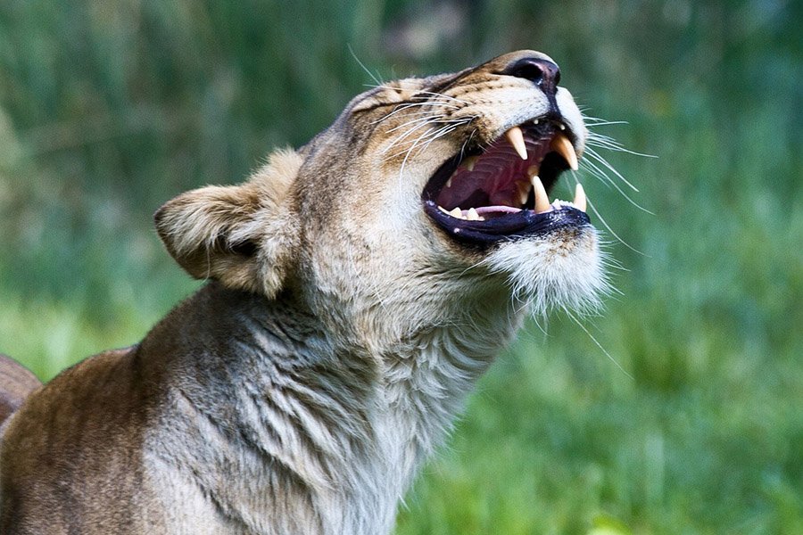 Teeth of a lioness