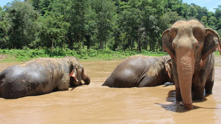 Thailand Asian Elephant