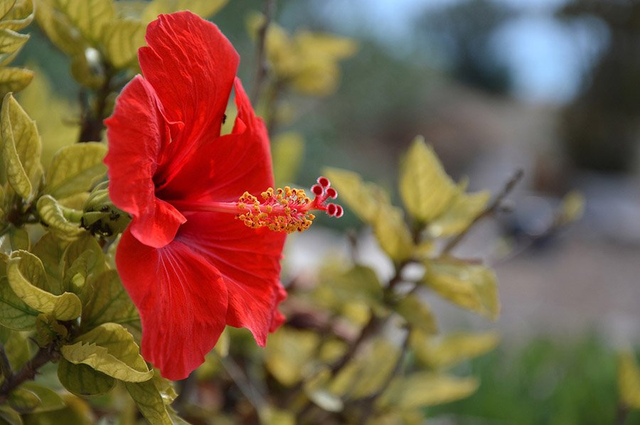 Timor-Leste Hibiscus