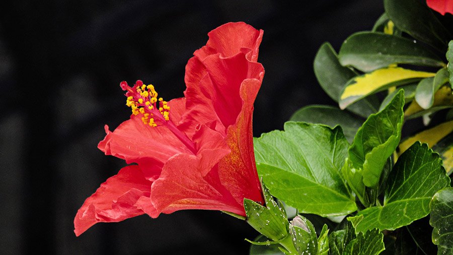 Timor-Leste Hibiscus