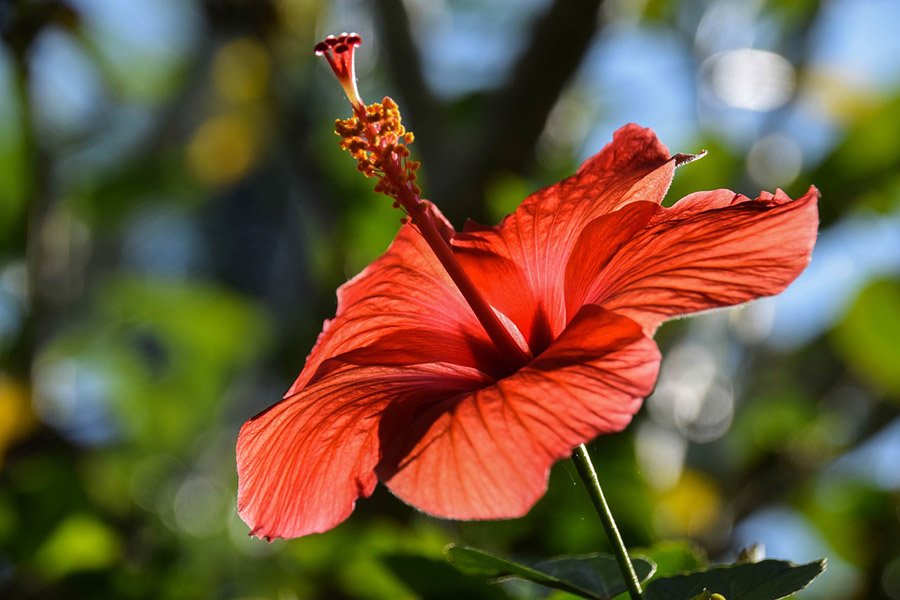 Timor-Leste Hibiscus