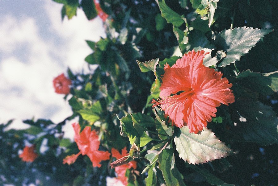 Timor-Leste Hibiscus