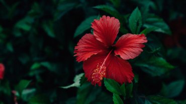 Timor-Leste Hibiscus