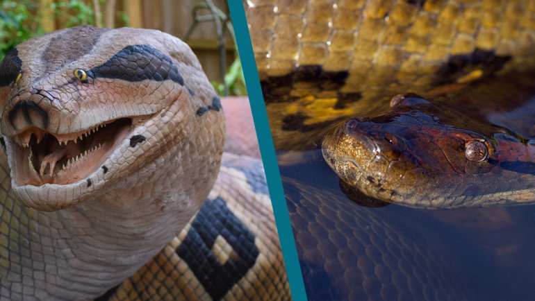 Titanoboa vs Anaconda