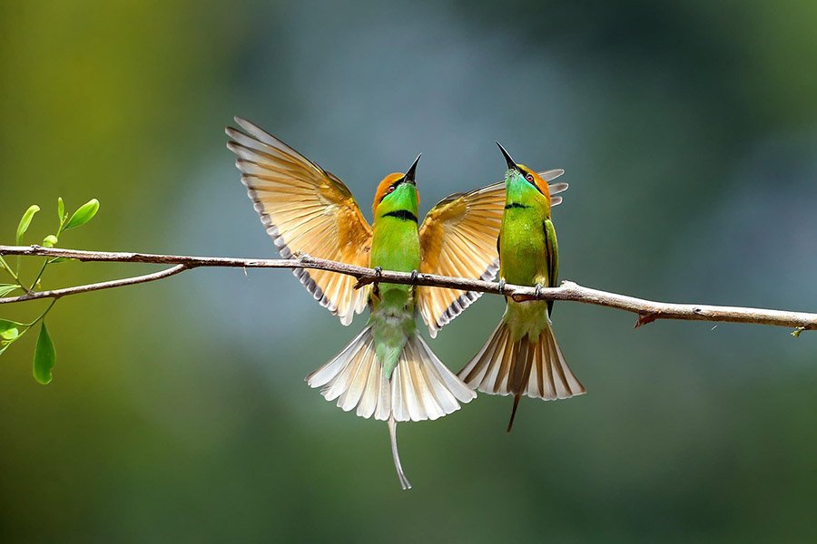 Two bee-eaters