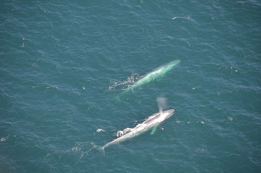 Two blue whales