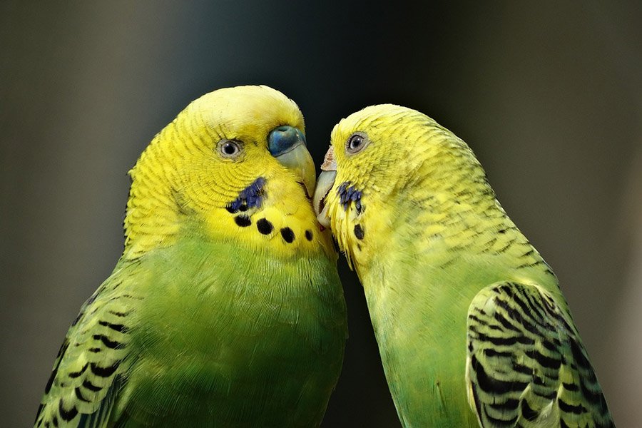 Two budgies