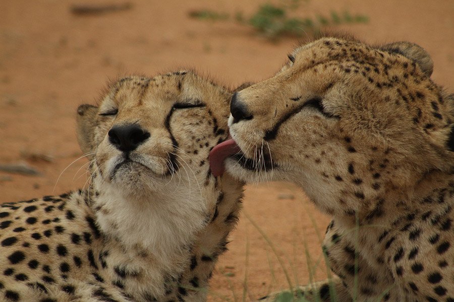 Two cheetahs cuddling