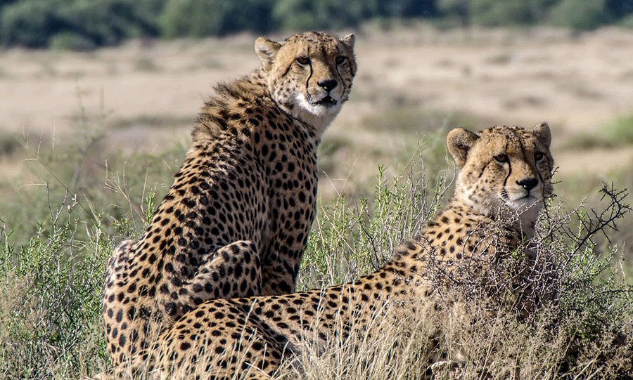 Two cheetahs in the savanna