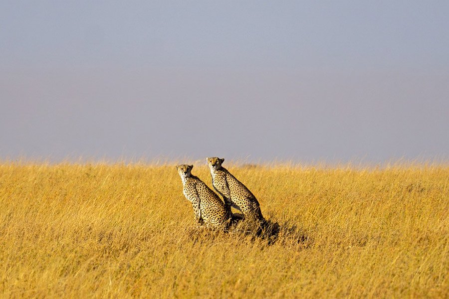 Two cheetahs in the vast plains