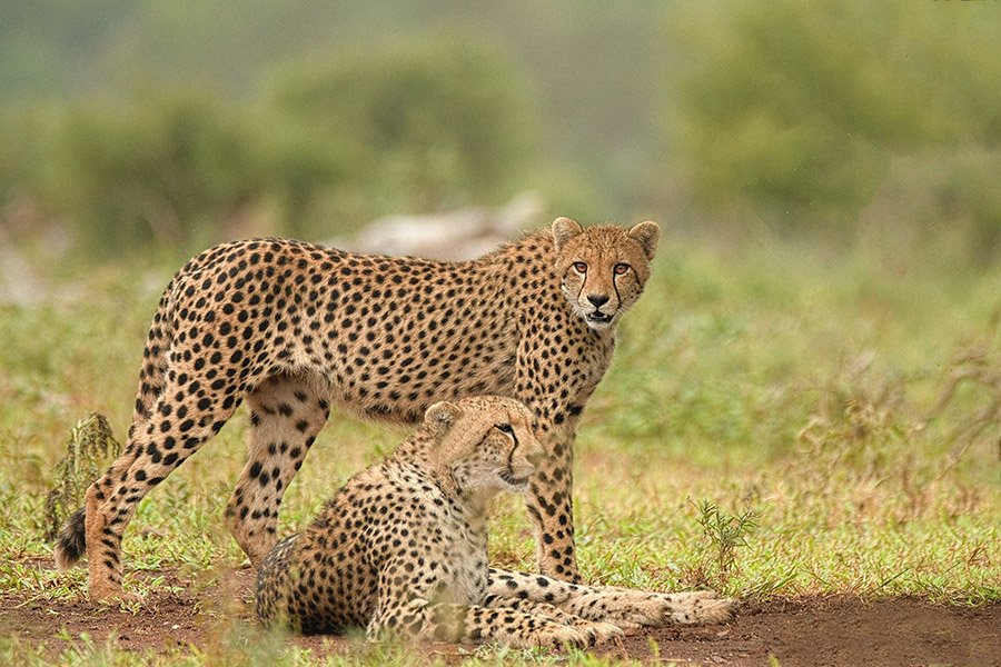 Two cheetahs resting