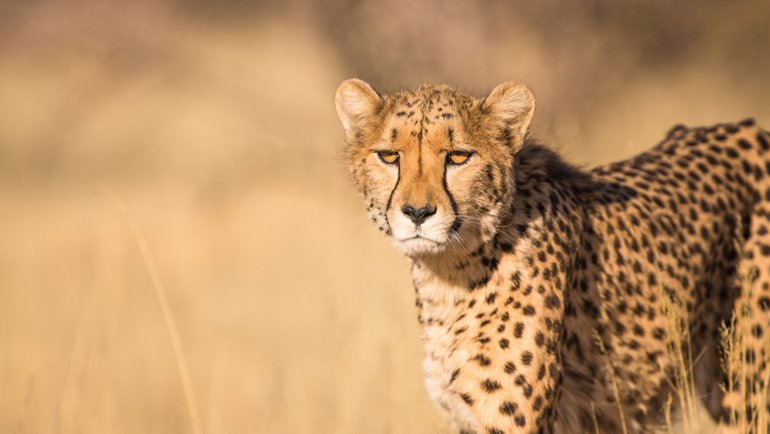 Types of cheetahs - Hero