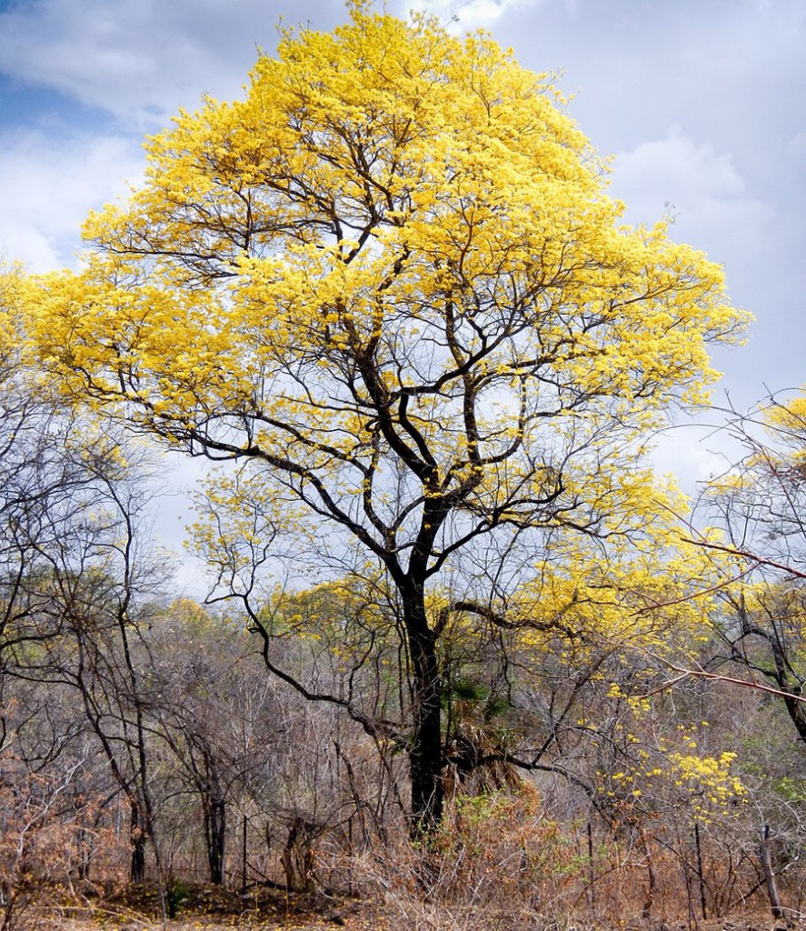 Venezuela Araguaney 