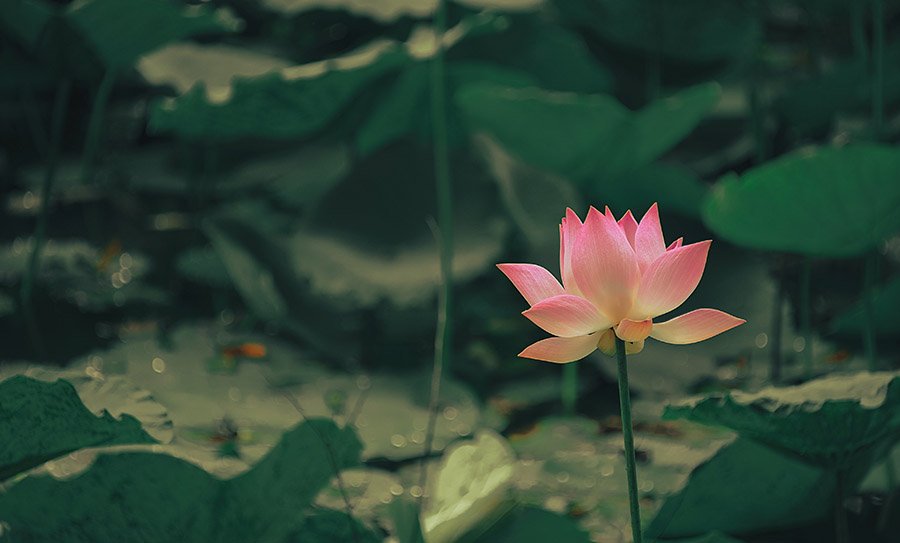 Vietnam Lotus