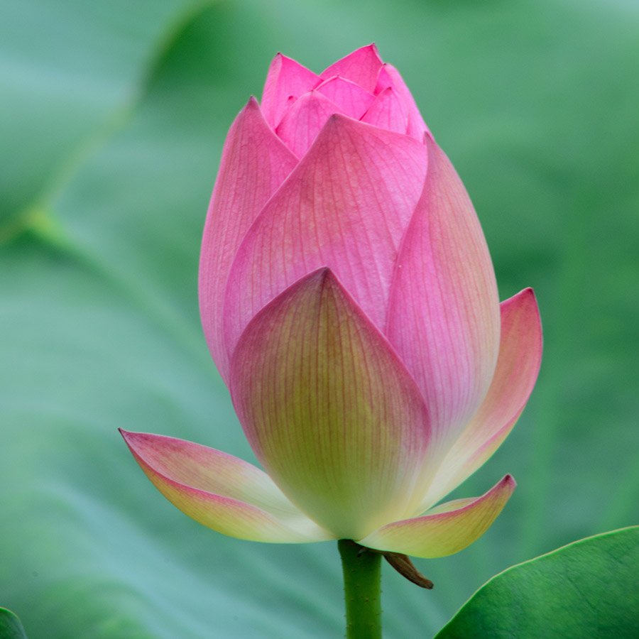 Vietnam Lotus