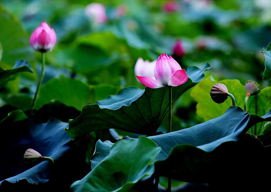 Vietnam Lotus