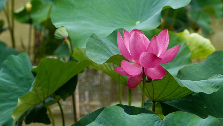 Vietnam Lotus