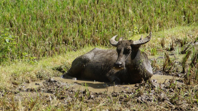 Vietnam Water Buffalo