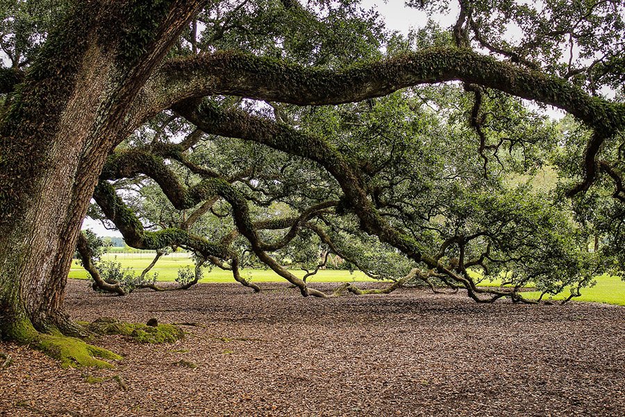 Virginia Southern Live Oak