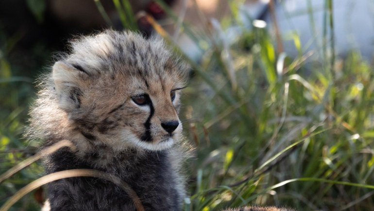 What is a baby cheetah called