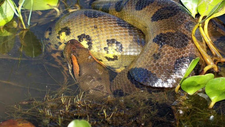 Where do Anacondas live - Hero