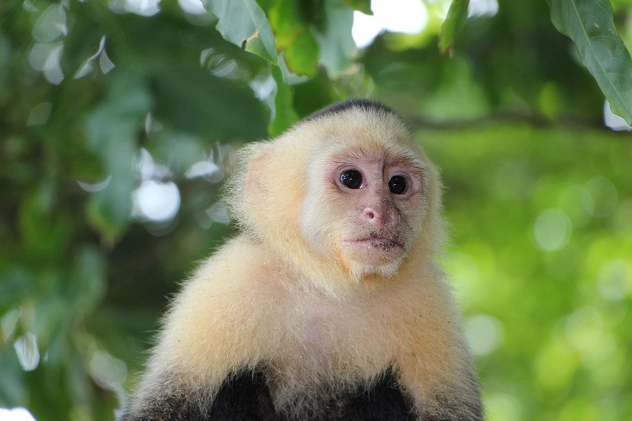 White-Faced Capuchin