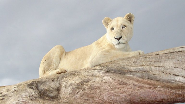 White lion on a branch