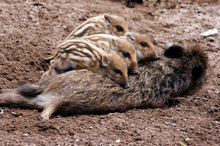 Wild boar babies