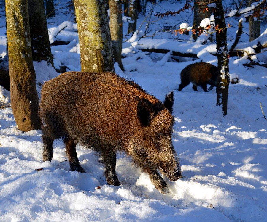 Wild boar in the snow