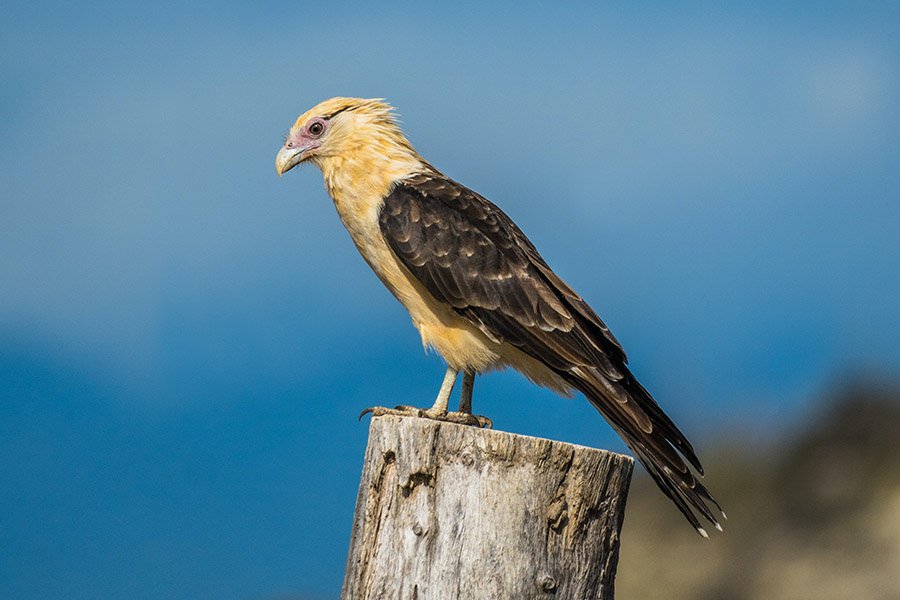 Yellow-Headed Caracara