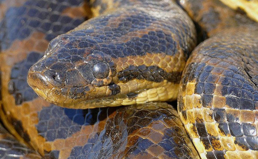 Yellow anaconda face