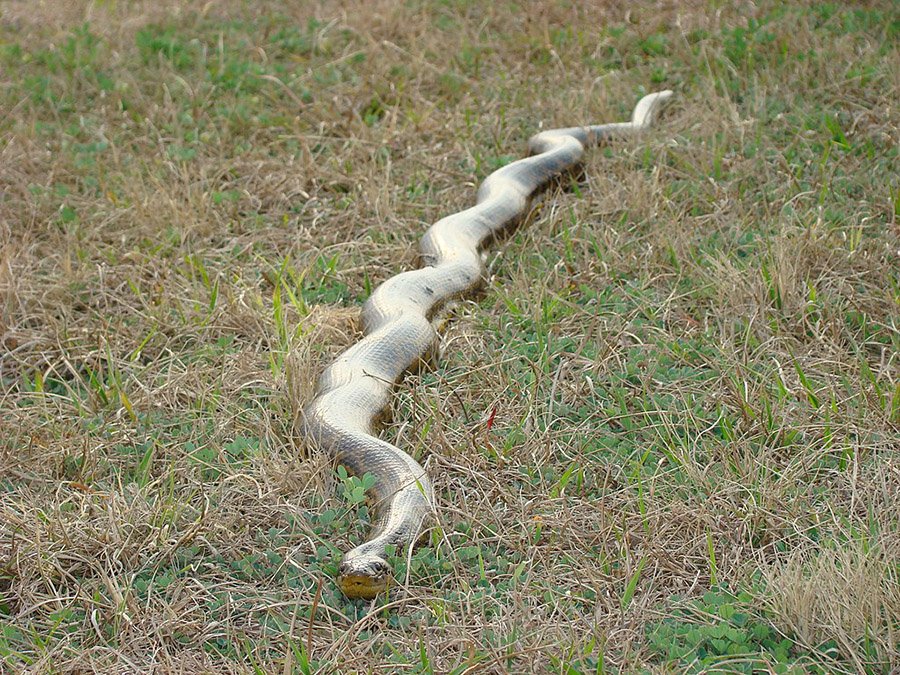 Yellow anaconda on grass