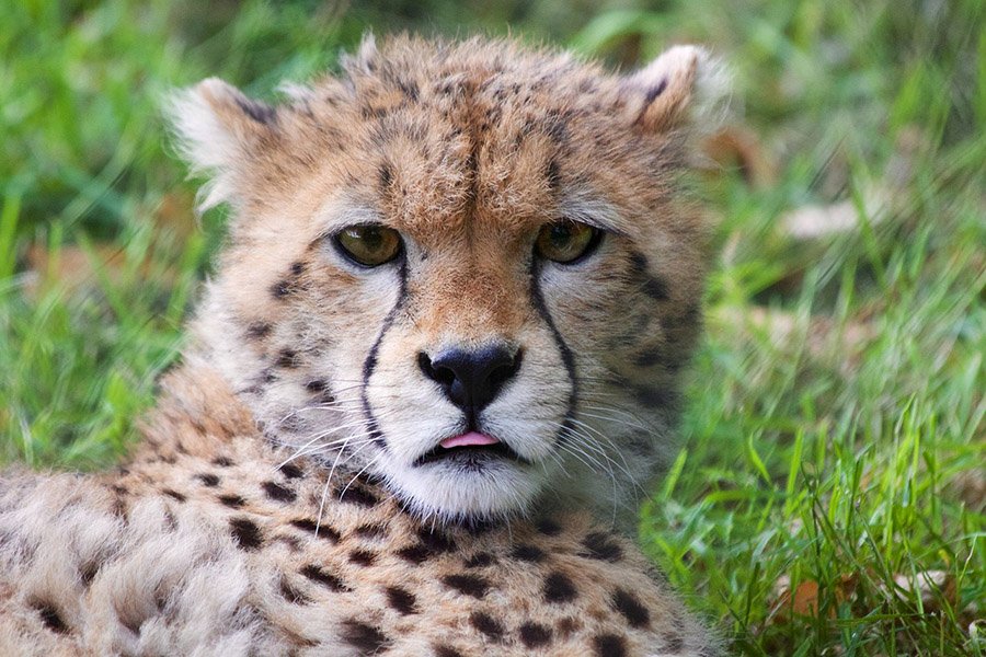 Young cheetah face