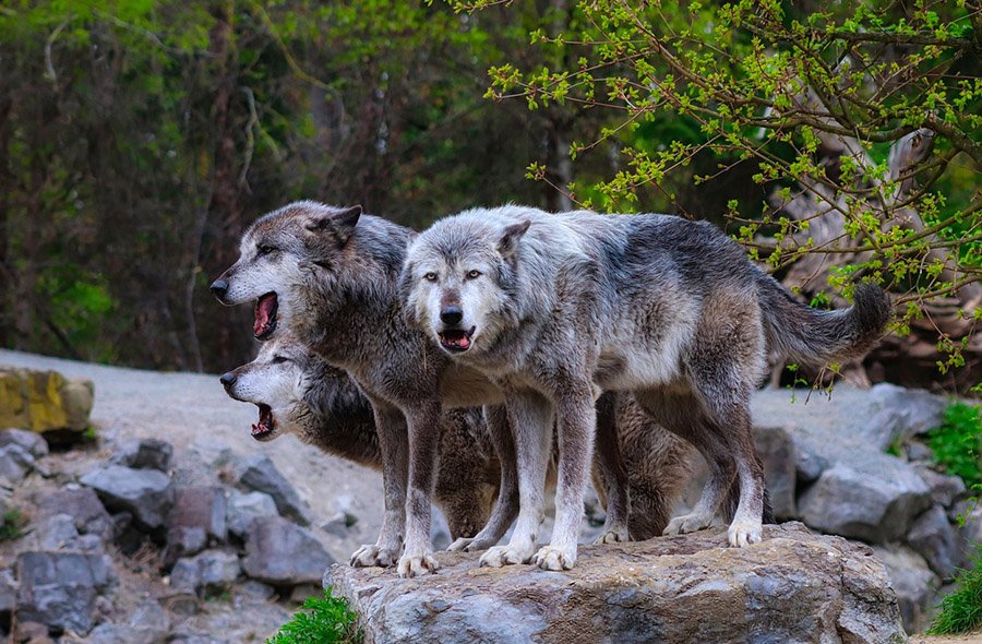 3 gray wolves