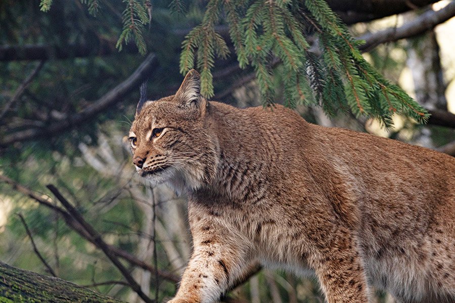 A bobcat walking