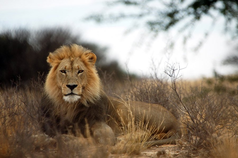 A lion in South Africa