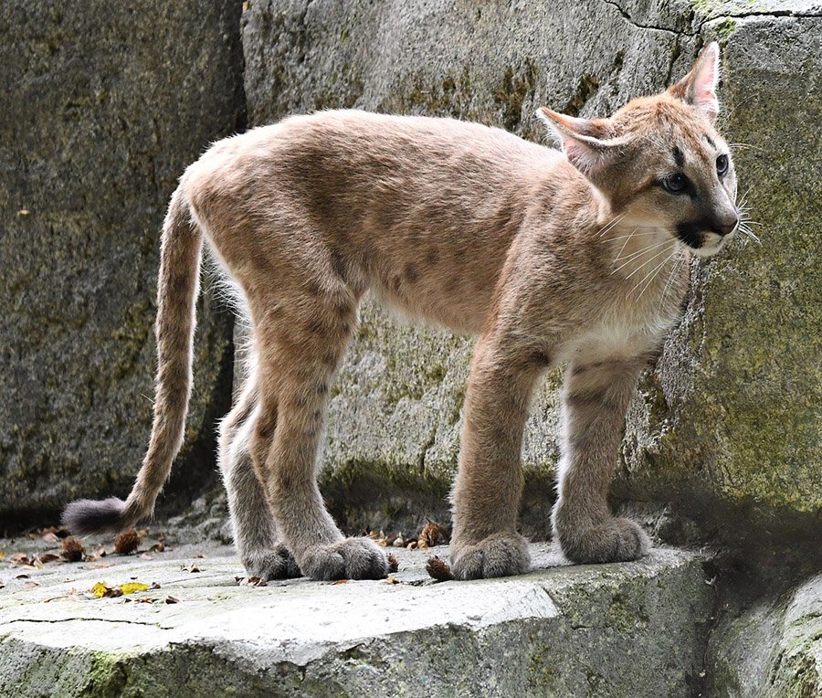 A mountain lion cub