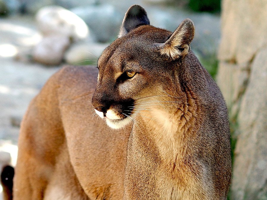 A mountain lion