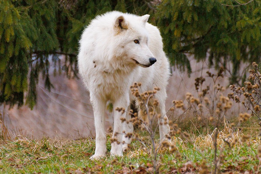 An Arctic wolf