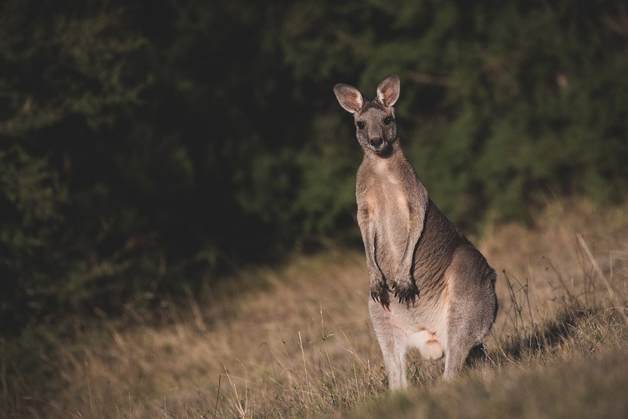 An eastern grey kangaroo