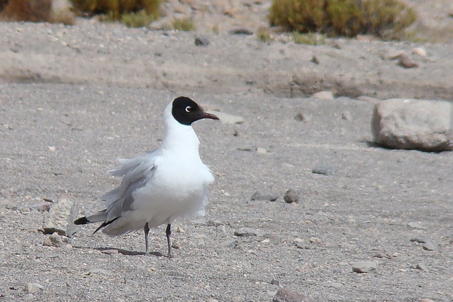 Andean gull