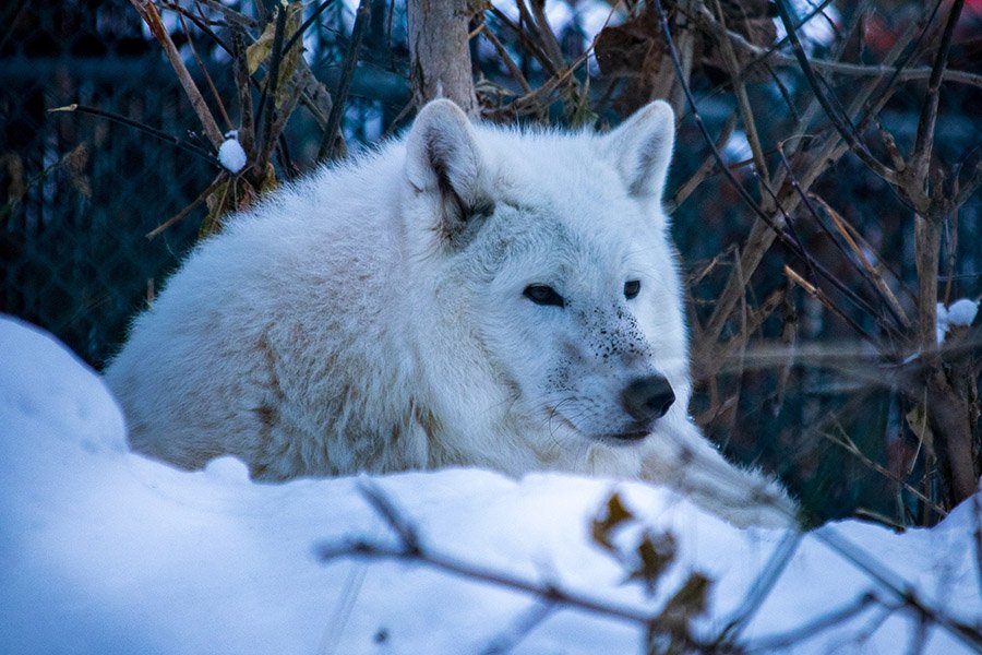 Arctic wolf relaxing