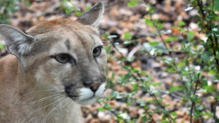 Are there black mountain lions - Hero