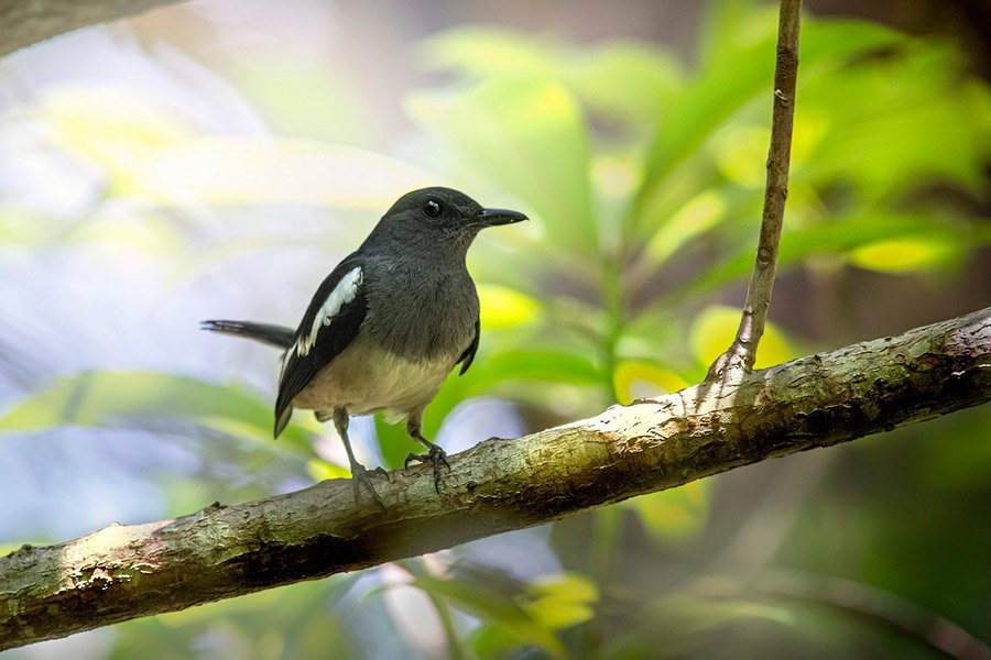 Bangladesh Magpie Robin